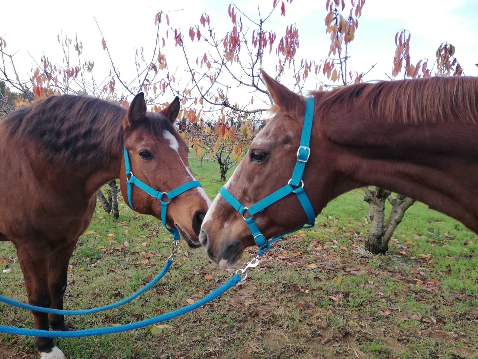 Pupil·latge de cavalls Hípica Domènech Dunfoy